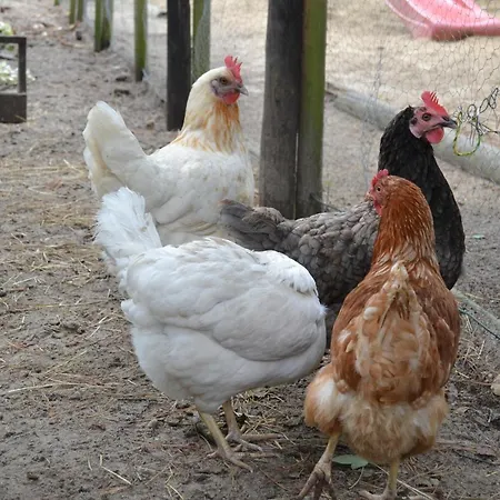 Duhnen * Κουξχάφεν